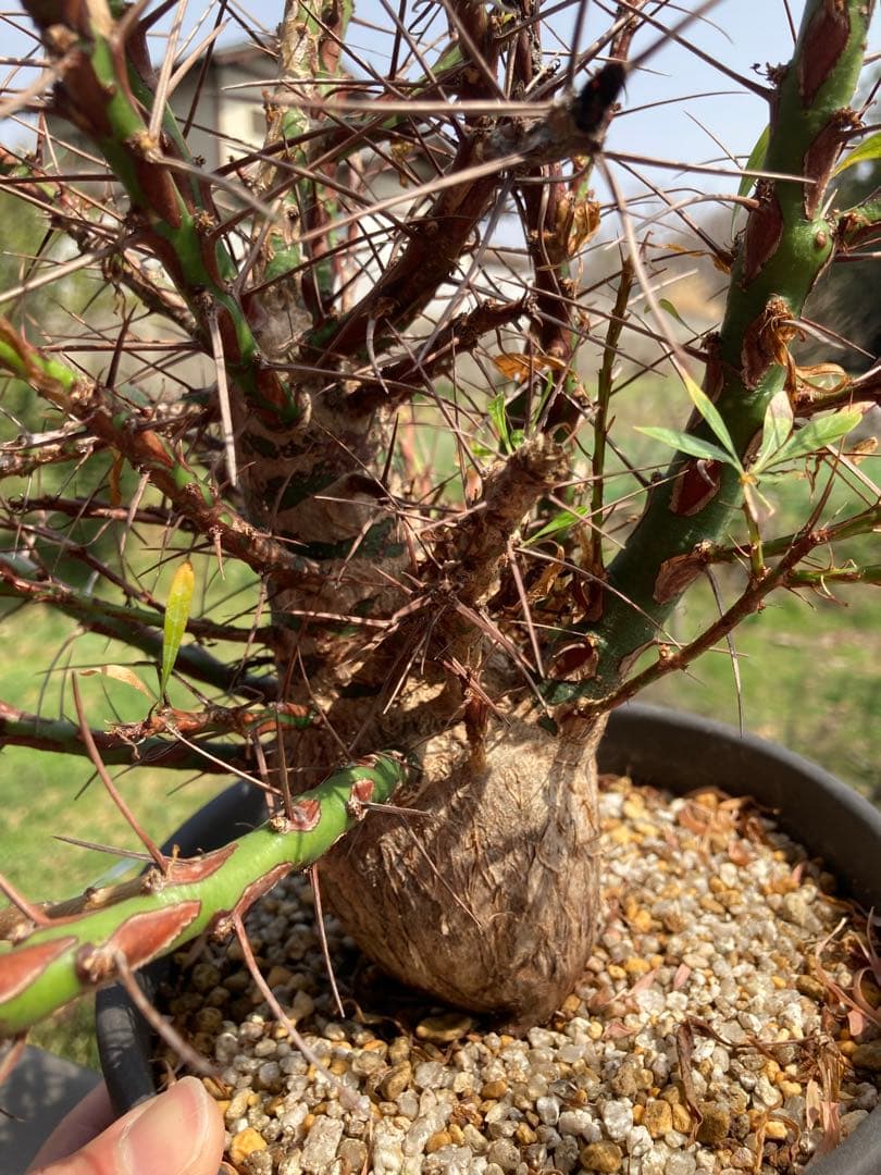 【早い者勝ち】 【塊根幅8cm超】フォークイエリア プルプシー 現地球