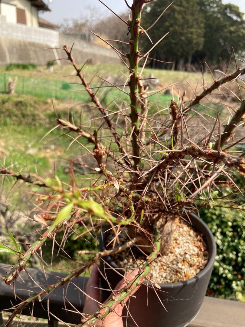 【早い者勝ち】 【塊根幅8cm超】フォークイエリア プルプシー 現地球