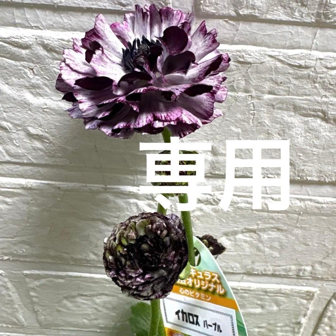 【現品】ラナンキュラスラックス♡イカロス♡3.5号ロング♡ポットごとメルカリ便