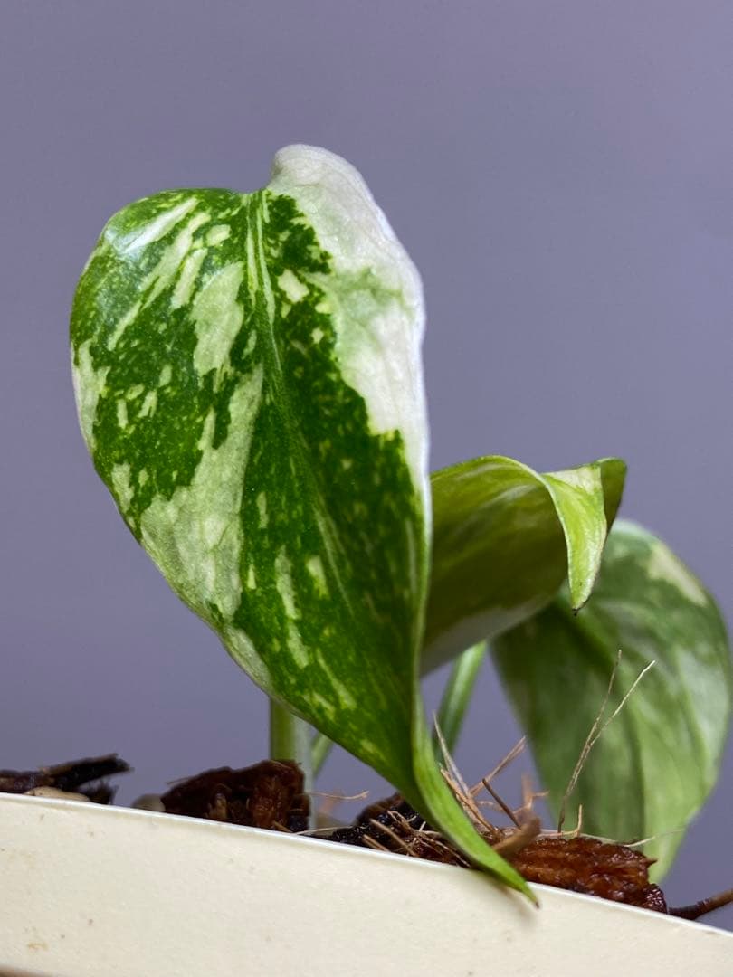 M*0様 ②【超希少‼️】モンステラ　エレクトロライト　斑入り　レア　人気　メル