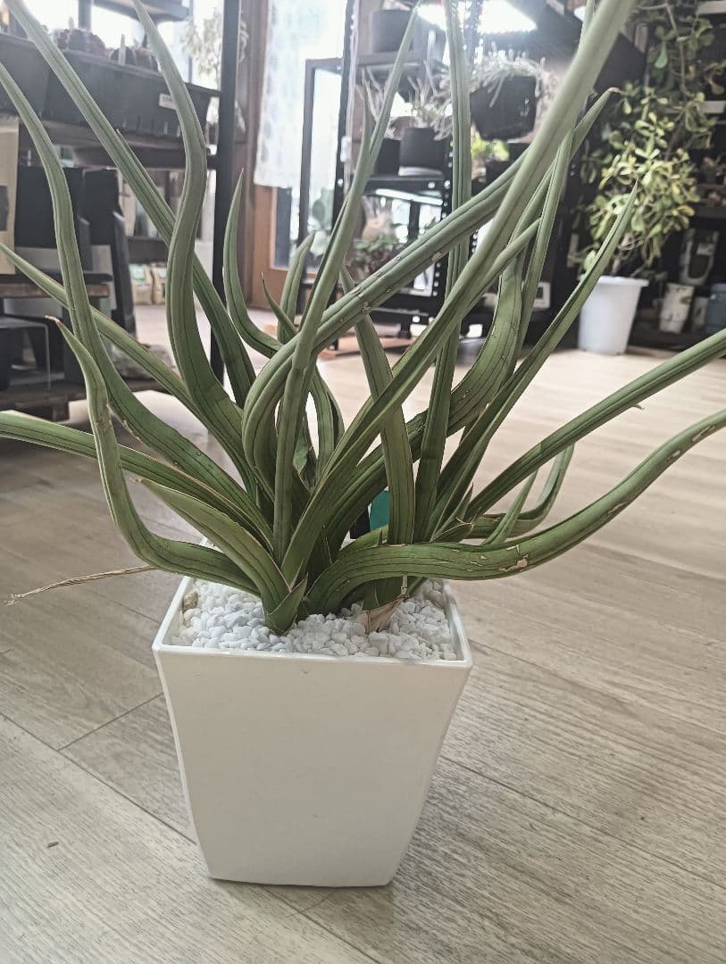 ☆S-33 超希少 特大 標本級ダンシングドラゴン ベアルート