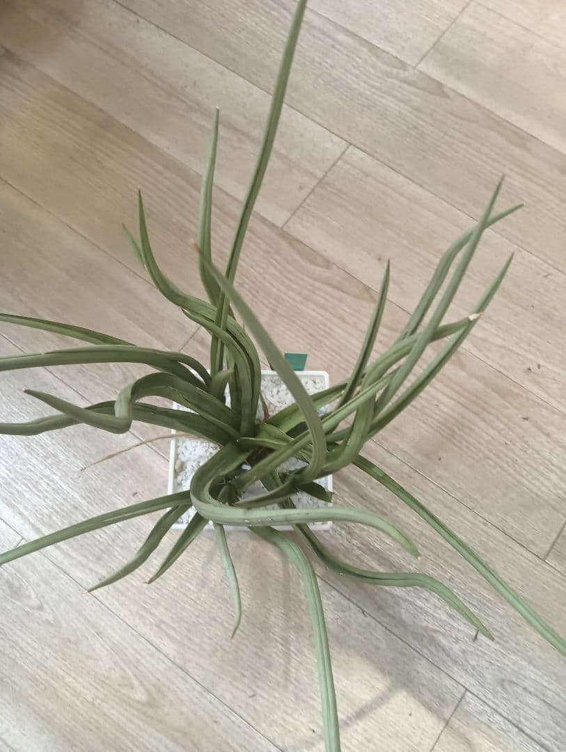 ☆S-33 超希少 特大 標本級ダンシングドラゴン ベアルート