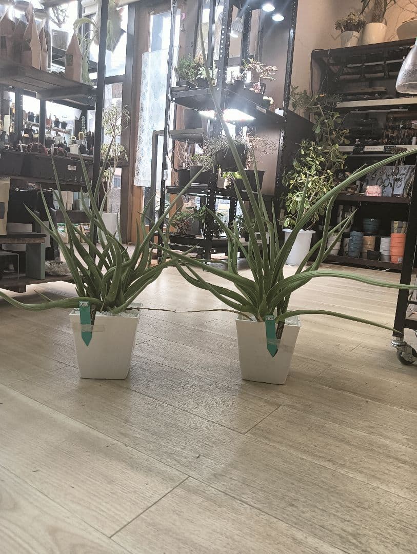 ☆S-33 超希少 特大 標本級ダンシングドラゴン ベアルート