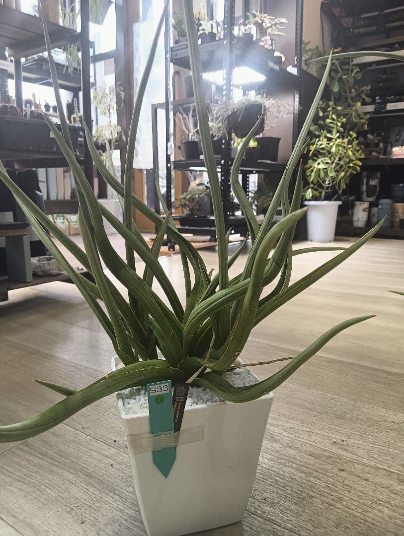 ☆S-33 超希少 特大 標本級ダンシングドラゴン ベアルート