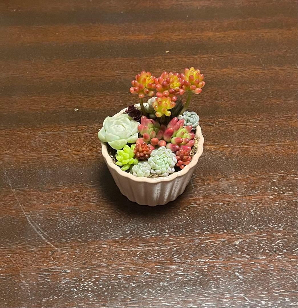 多肉植物 寄せ植え そのまま飾れるココット鉢(*ˊᵕˋ*)੭ ੈピンクNo.2