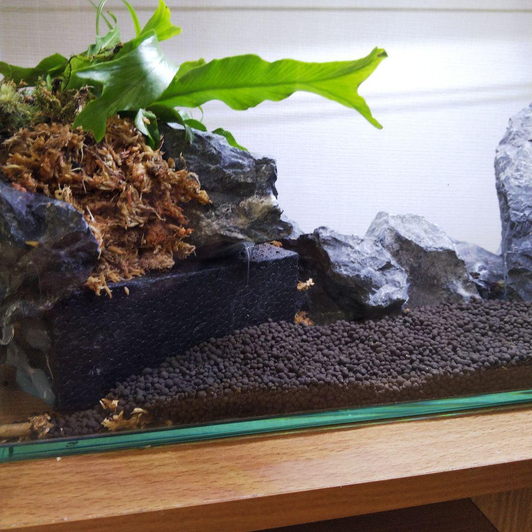 【受注生産】アクアテラリウム　イモリウム　苔　水槽　苔テラリウム