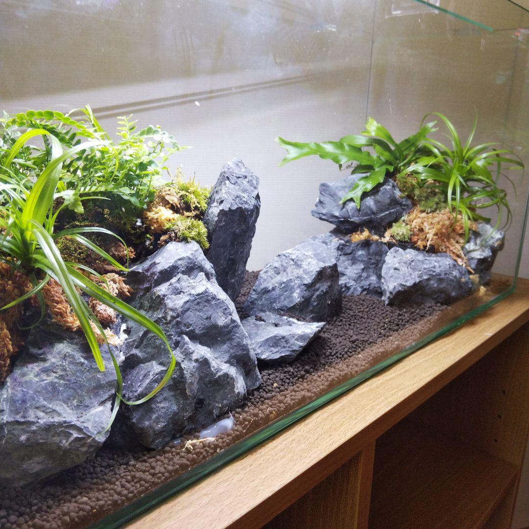 【受注生産】アクアテラリウム　イモリウム　苔　水槽　苔テラリウム