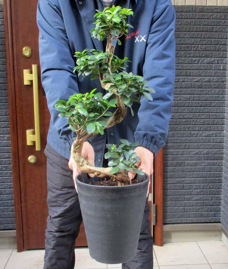 【現品】ガジュマル　超曲がり　昇り龍の様な仕立て　多幸の木　７号サイズ　A9番