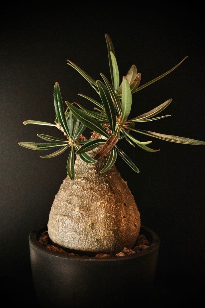 【良型】パキポディウムグラキリス発根済み現地球