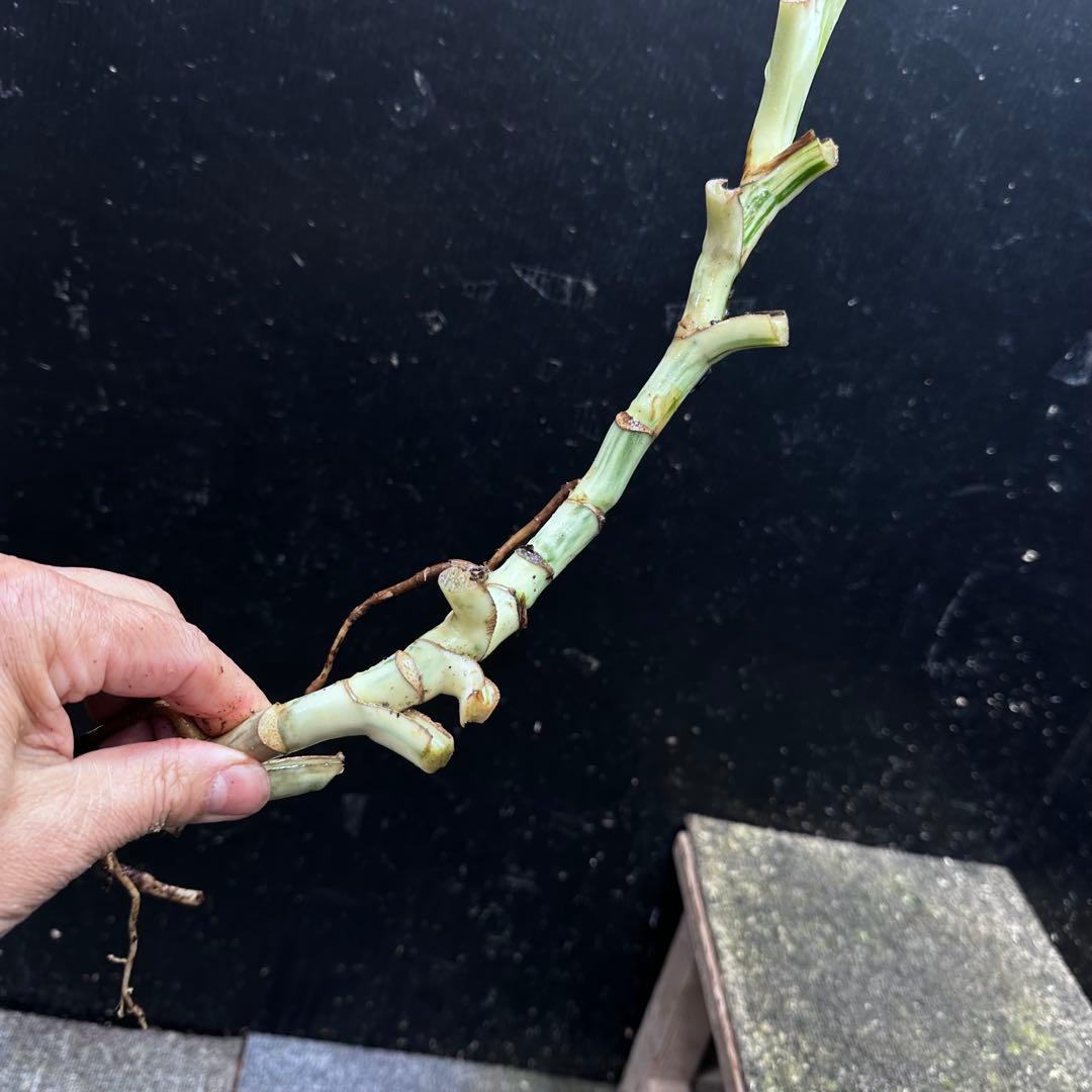 超*✿様 斑入りモンステラホワイトタイガー大茎6株おまとめ