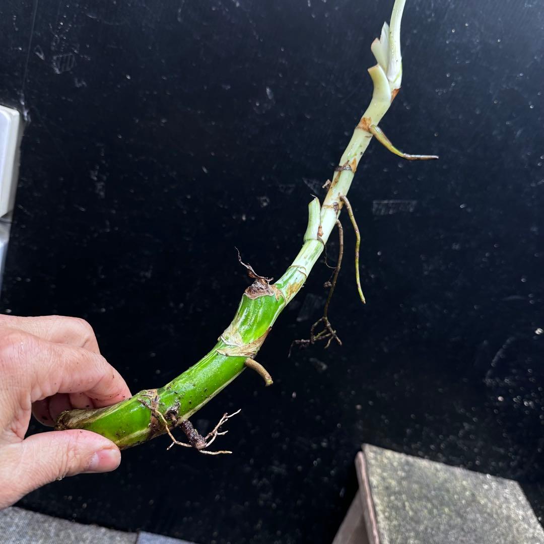 超*✿様 斑入りモンステラホワイトタイガー大茎6株おまとめ