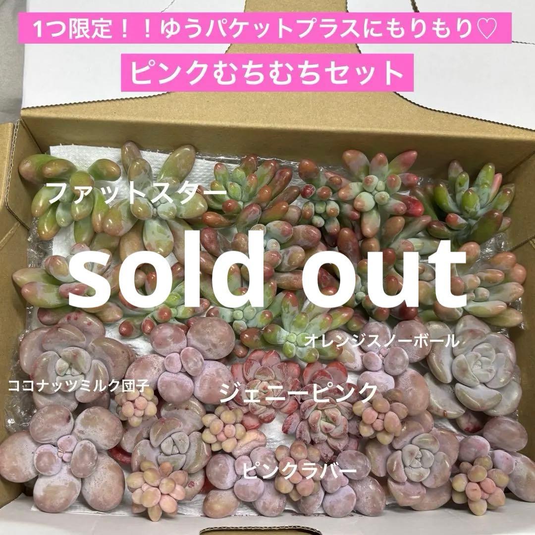 一つ限定！多肉植物♡ピンクむちころセット♡