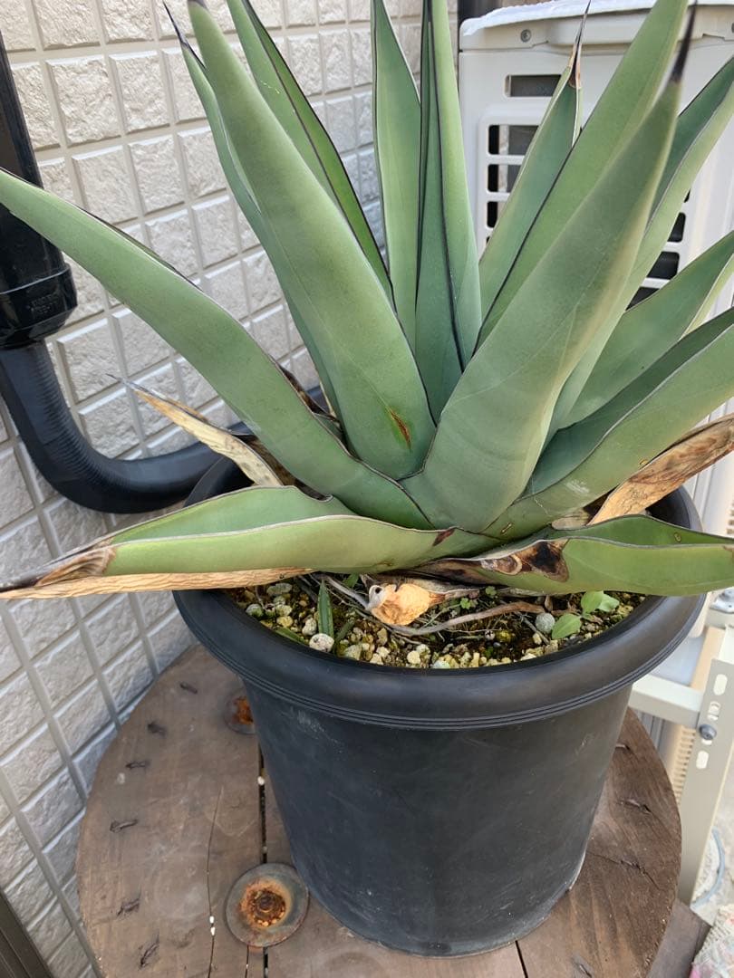 アガベシャークスキン大株