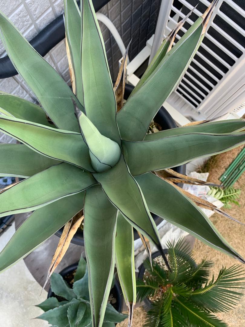 アガベシャークスキン大株