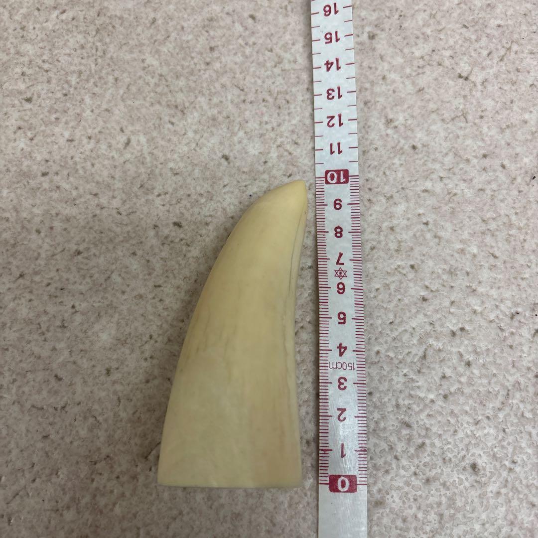 鯨歯 約9.5cm 約133g