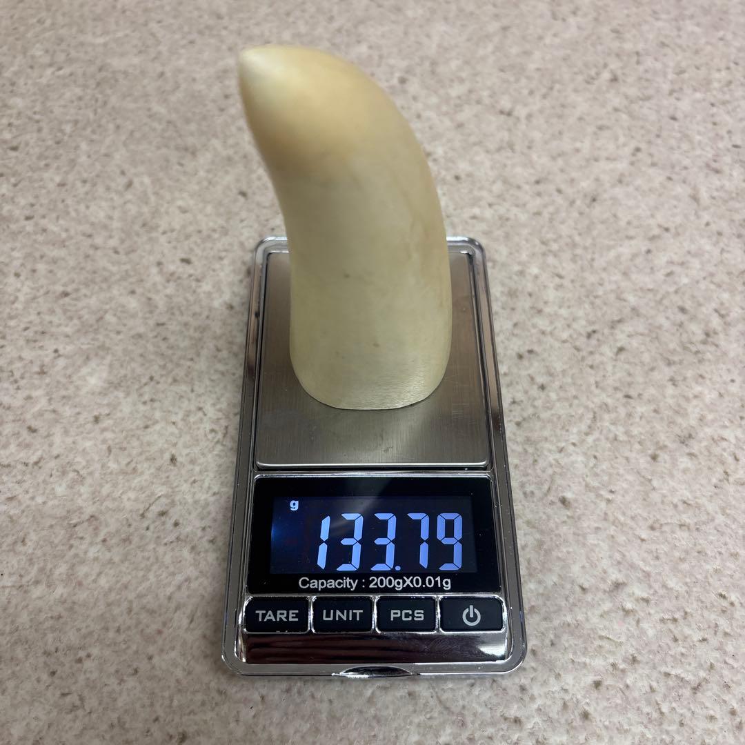 鯨歯 約9.5cm 約133g