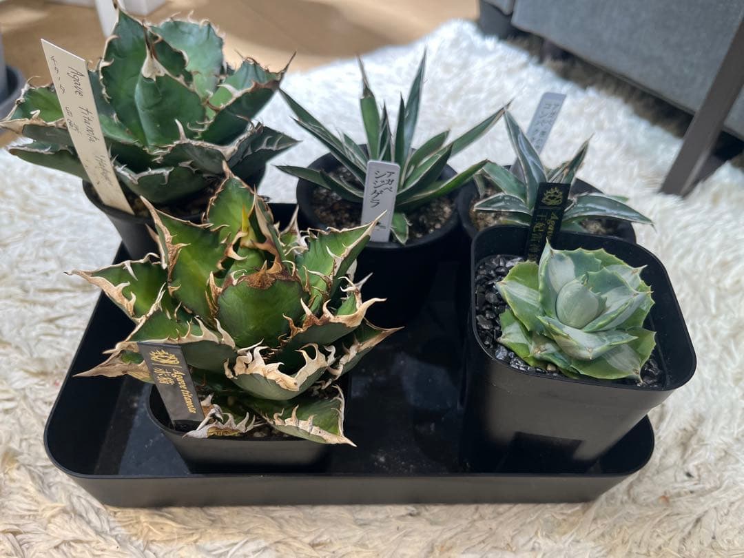 アガベ 7点セット 赤猫 シジゲラ 笹の雪 白鯨 王妃雷神錦 シーザー 雷神