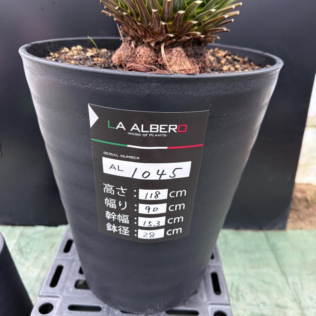 【AL1045】ユッカ　ロストラータ　ランチョブルー　数量限定販売