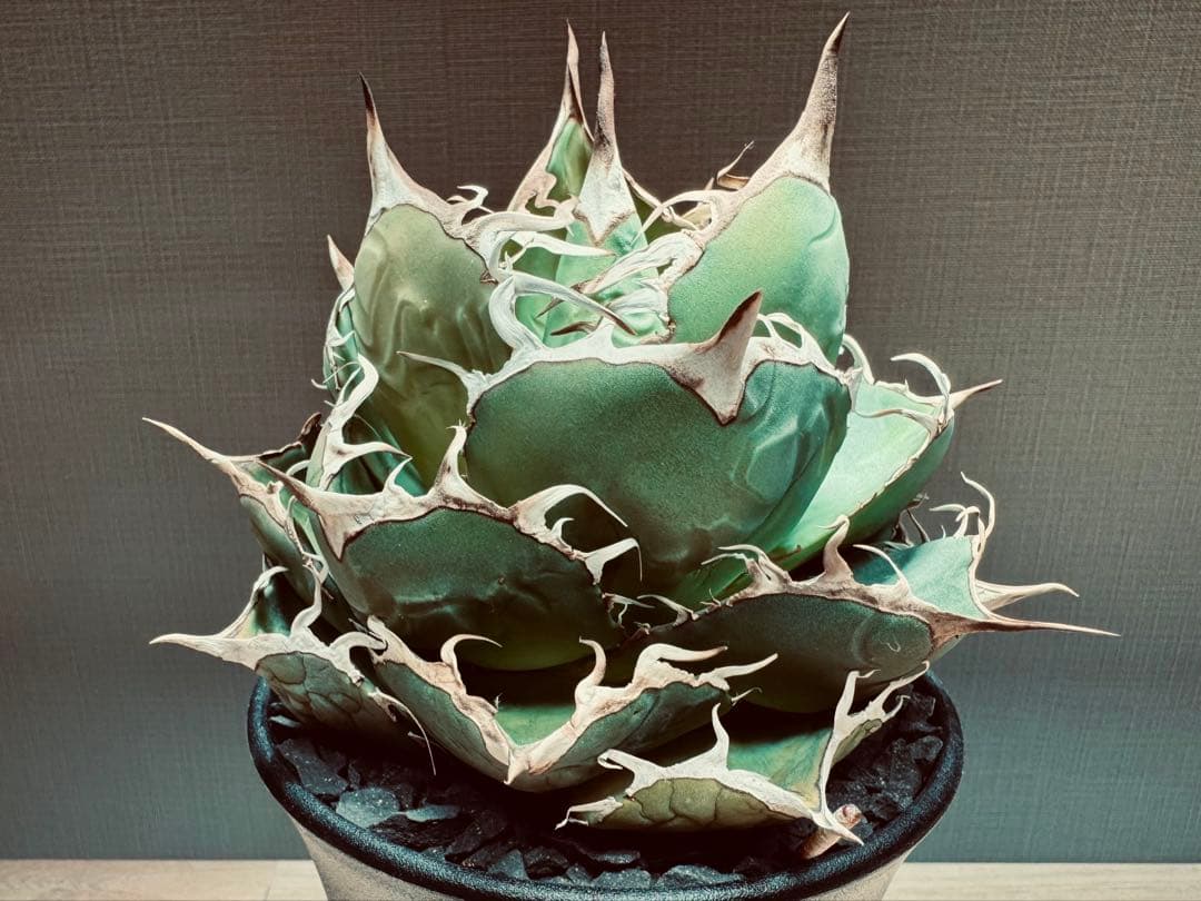 【親株】アガベ　チタノタ　金剛狼