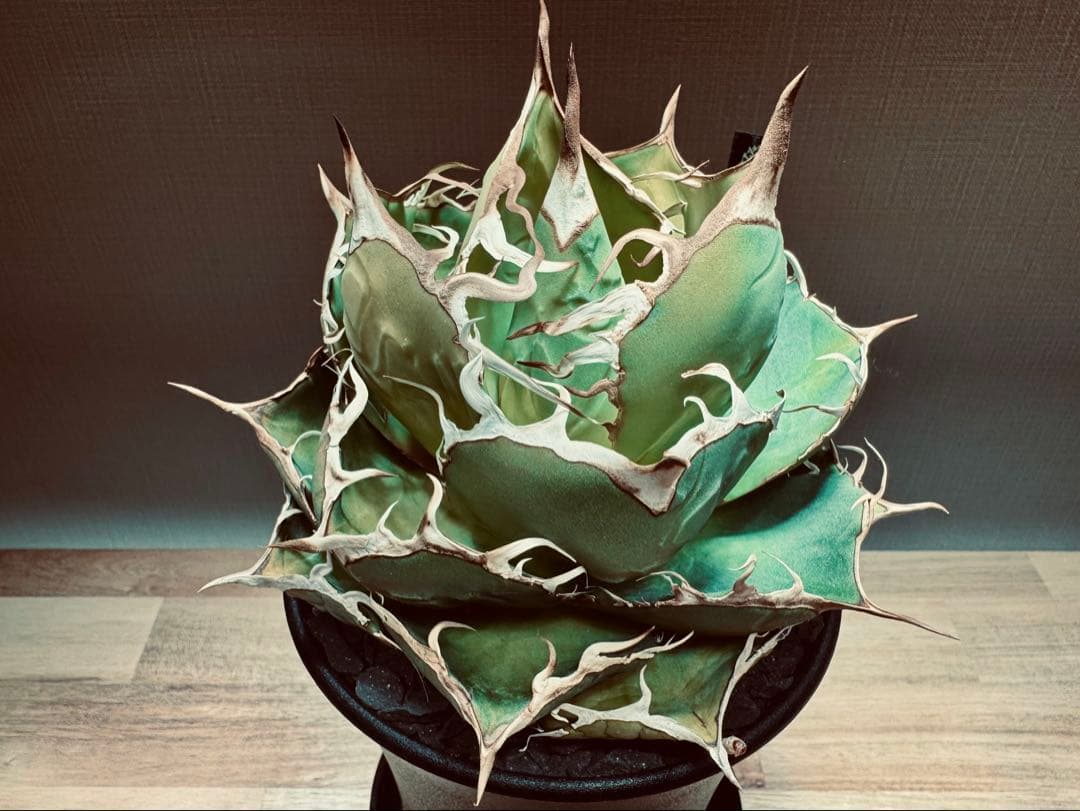 【親株】アガベ　チタノタ　金剛狼