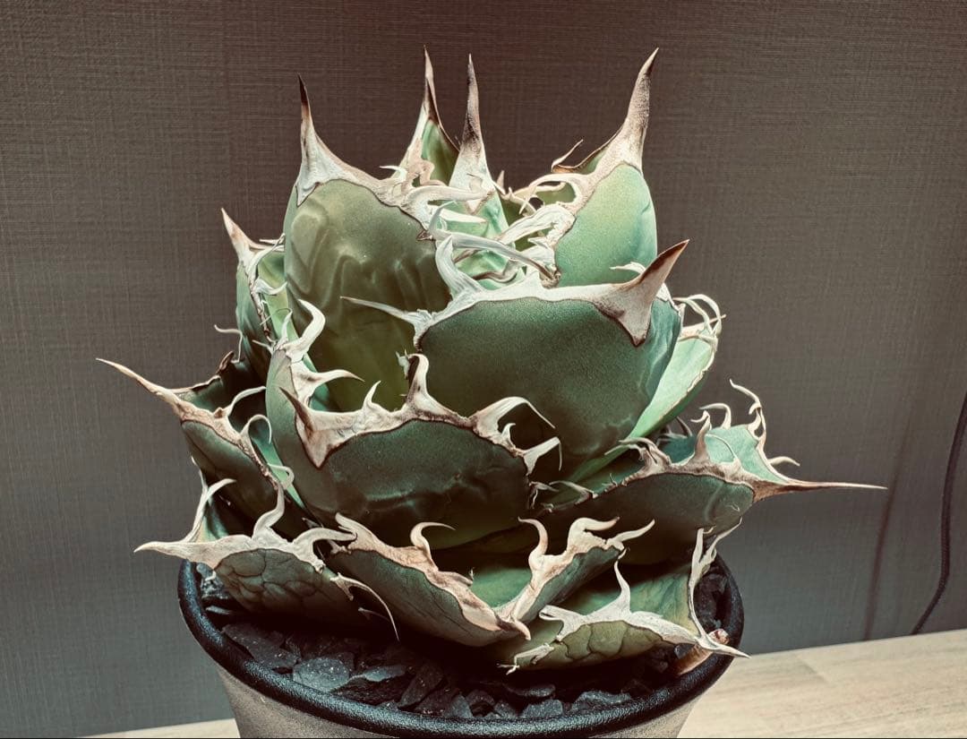 【親株】アガベ　チタノタ　金剛狼