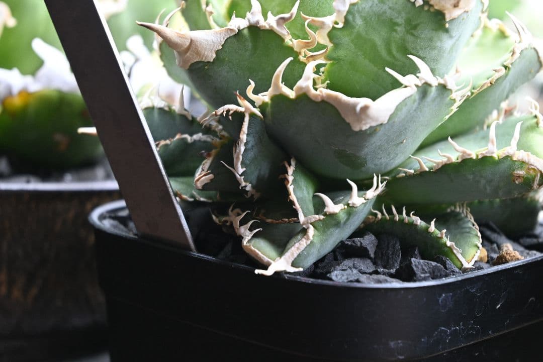 アガベ オテロイ 白豪刺 子株 （チタノタ）