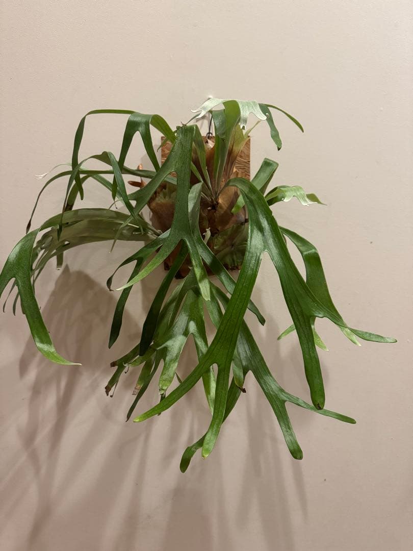 【親株出品】　ミッキーレインボー 壁掛け ビカクシダ 観葉植物