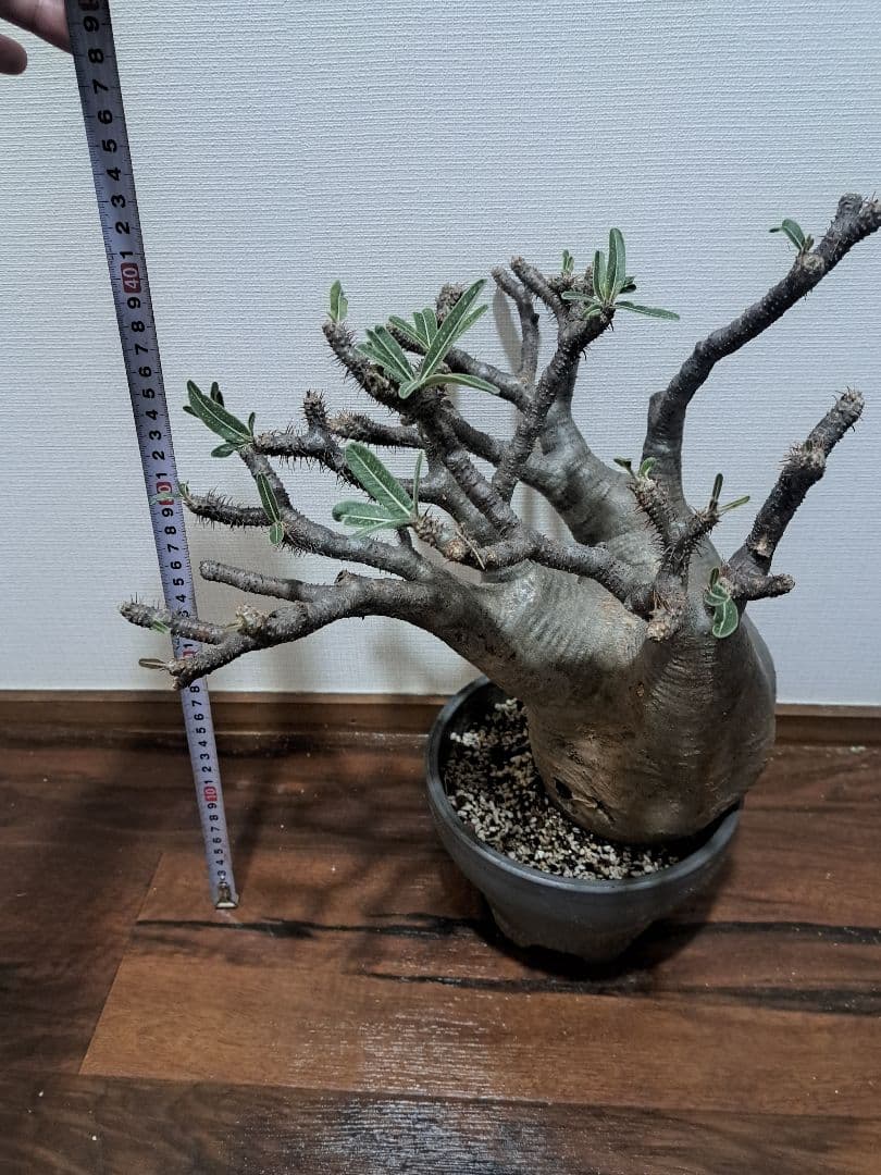 パキポディウム・グラキリス 大型 鉢付き