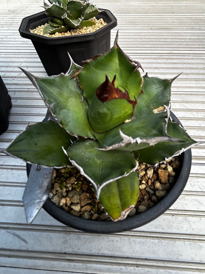 アガベチタノタ　トリケラトプス