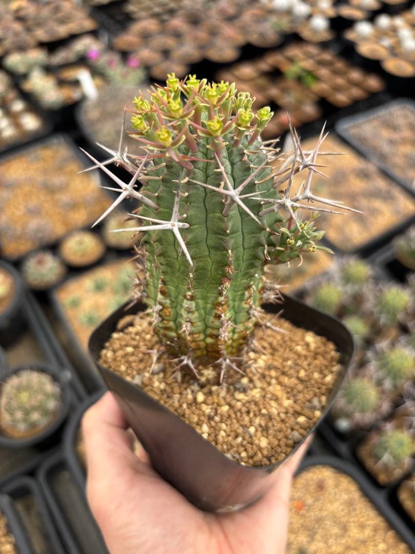 ユーフォルビア　ステリスピナ　群星冠　メス　雌