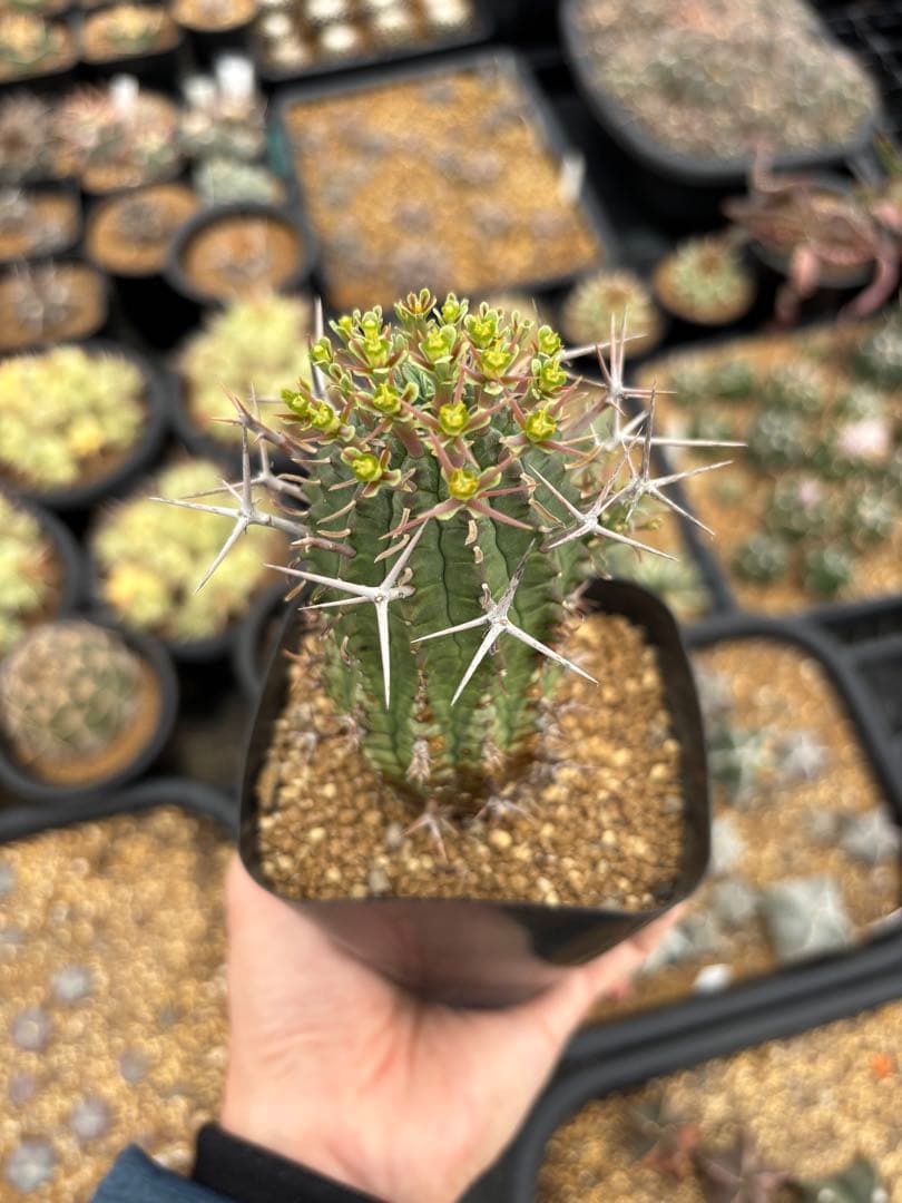 ユーフォルビア　ステリスピナ　群星冠　メス　雌