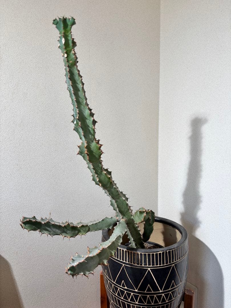 【レア品種大株】ユーフォルビア コエルレッセンス (大鳳角) 珍種