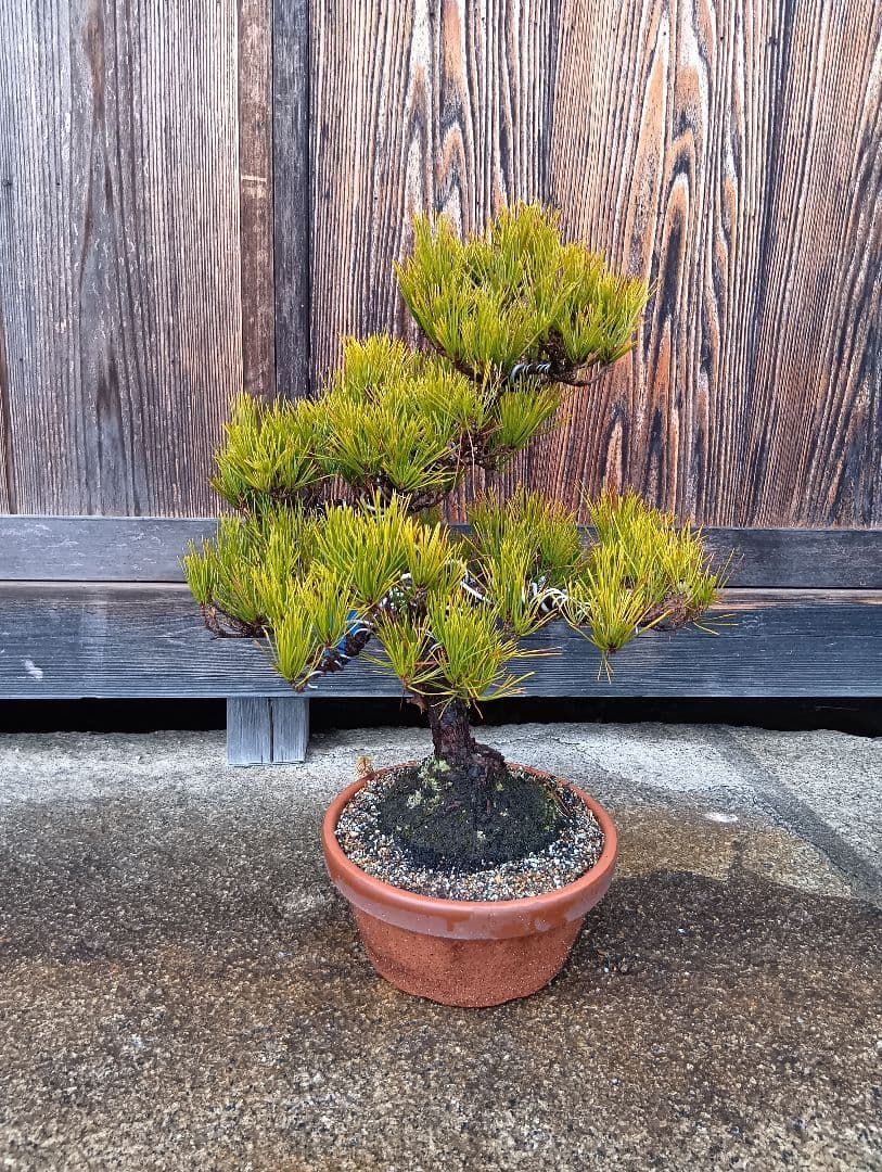 黒松（かなり年数持ち込み古い）