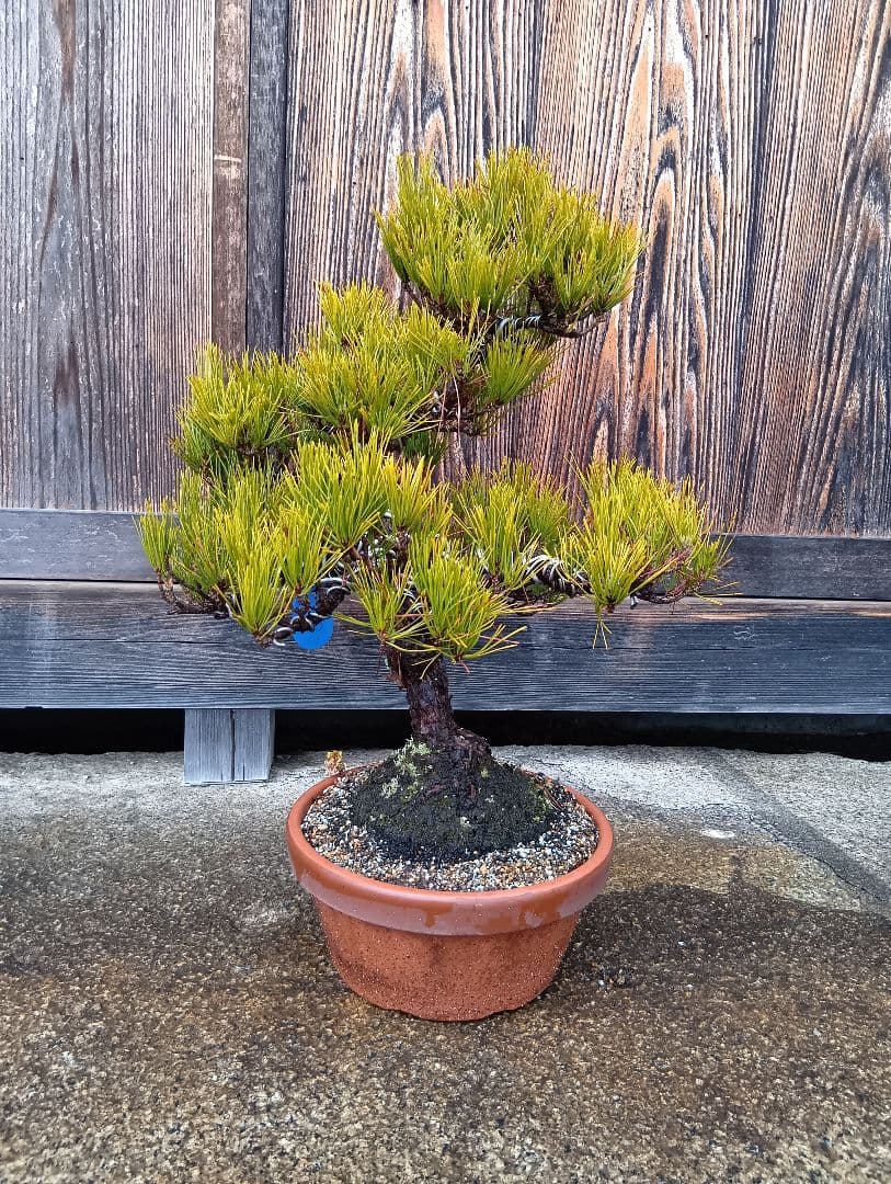 黒松（かなり年数持ち込み古い）