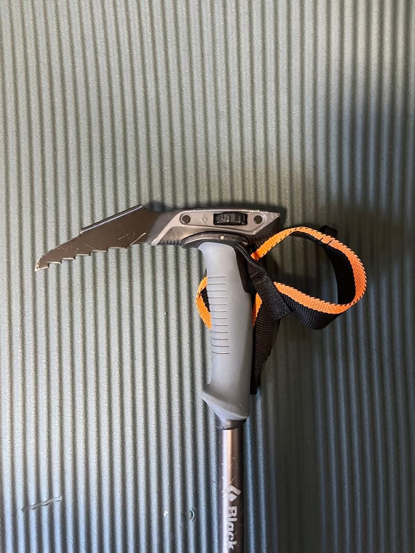 ウィペット　ブラックダイヤモンド