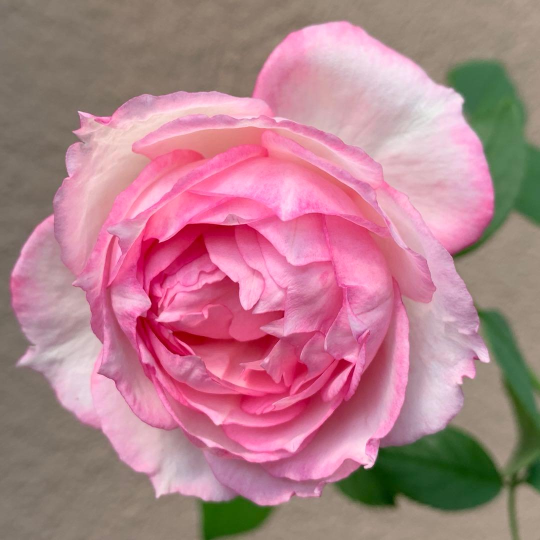 ⭐️購入前に必ずコメントをお願いします　47、バラ苗　美しい