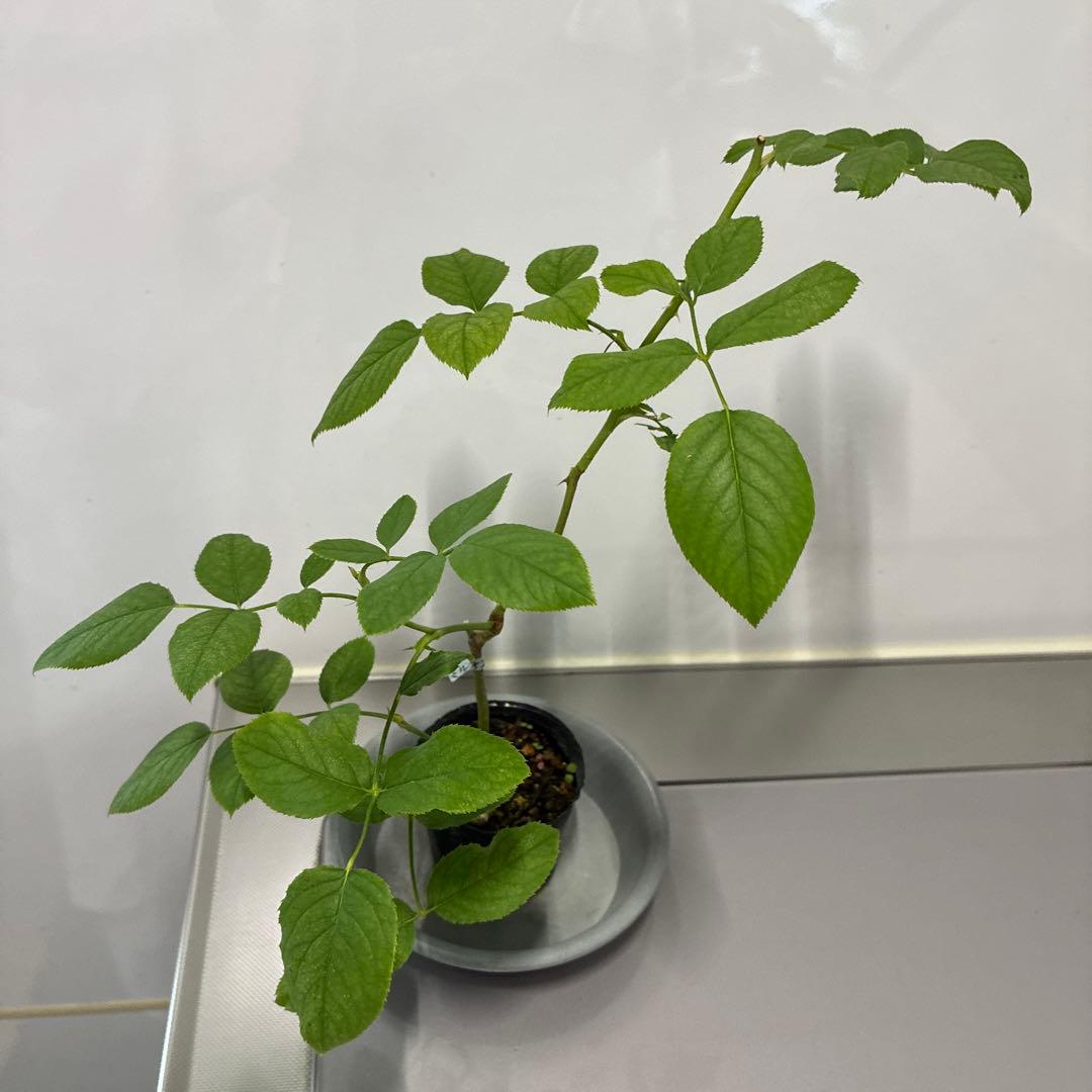 ⭐️購入前に必ずコメントをお願いします　47、バラ苗　美しい