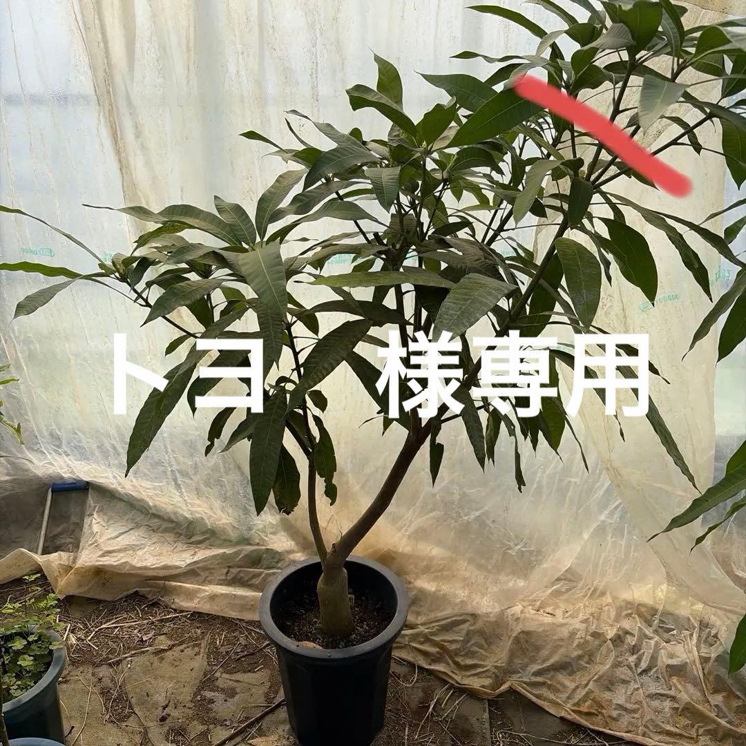 指宿在来の黄色い実のなるマンゴー　10号特大