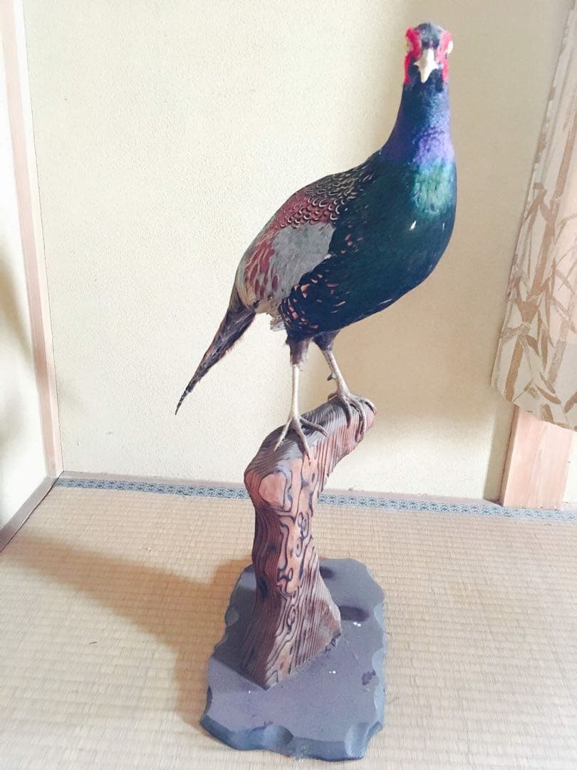 キジ　剥製　関東お届け　鳥