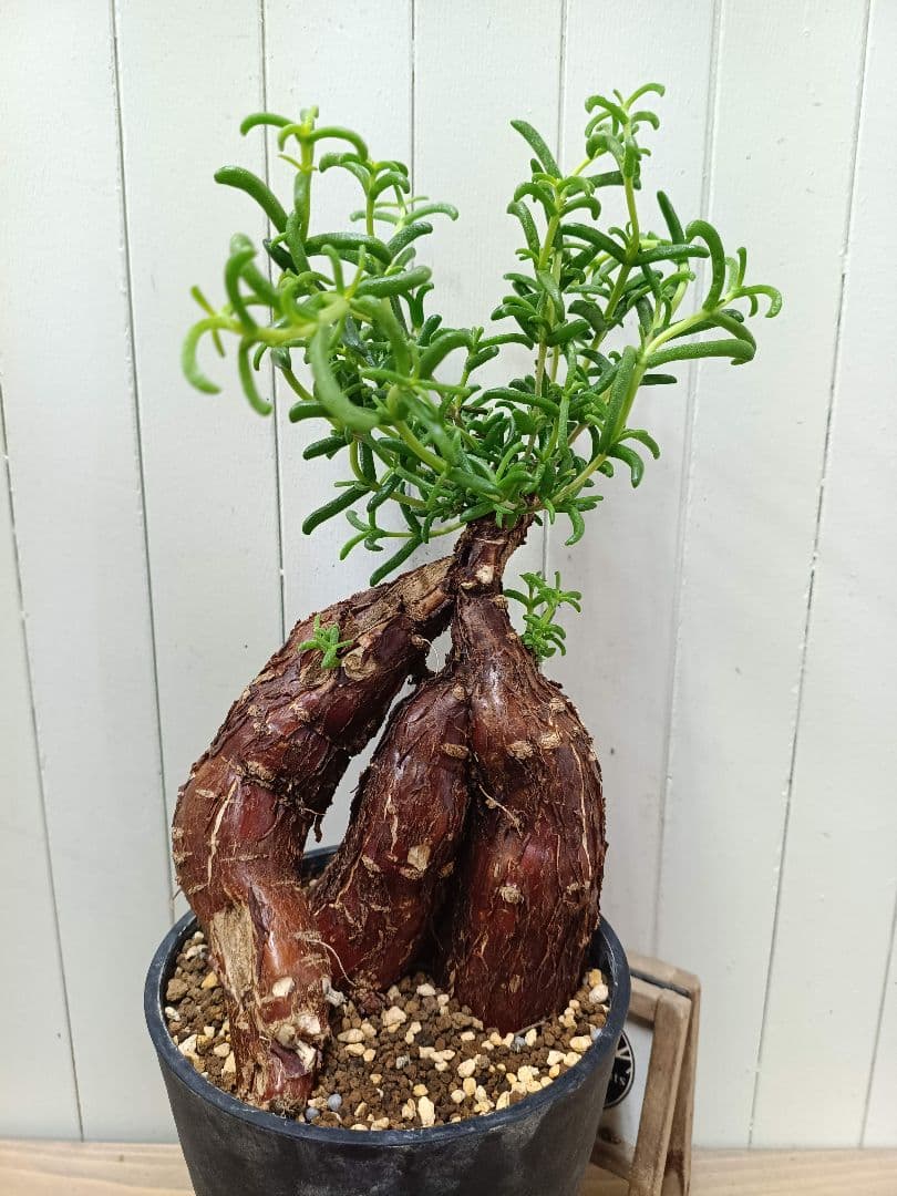 D072 超希少種発根済み 美形多脚！メストクレマ ツベローサム 養生株