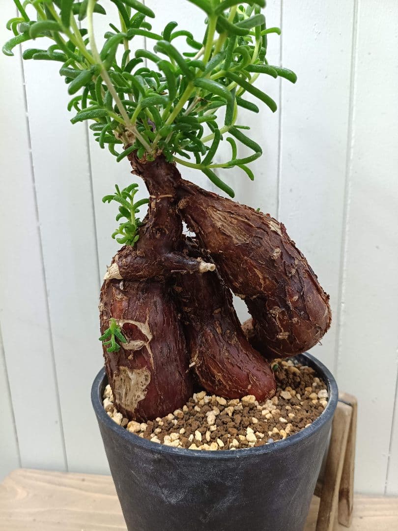 D072 超希少種発根済み 美形多脚！メストクレマ ツベローサム 養生株