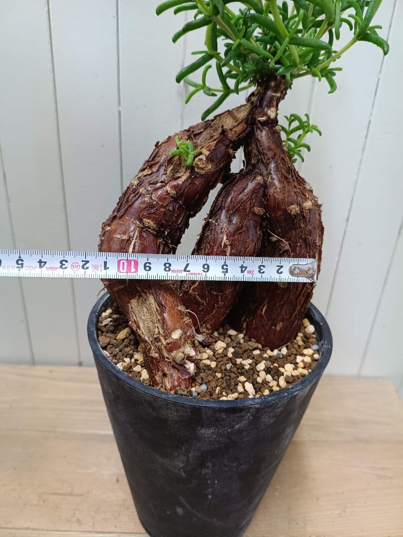 D072 超希少種発根済み 美形多脚！メストクレマ ツベローサム 養生株