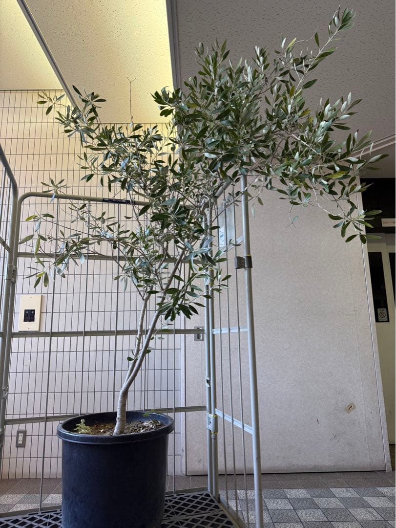 小豆島産オリーブ ジャンボカラマタ