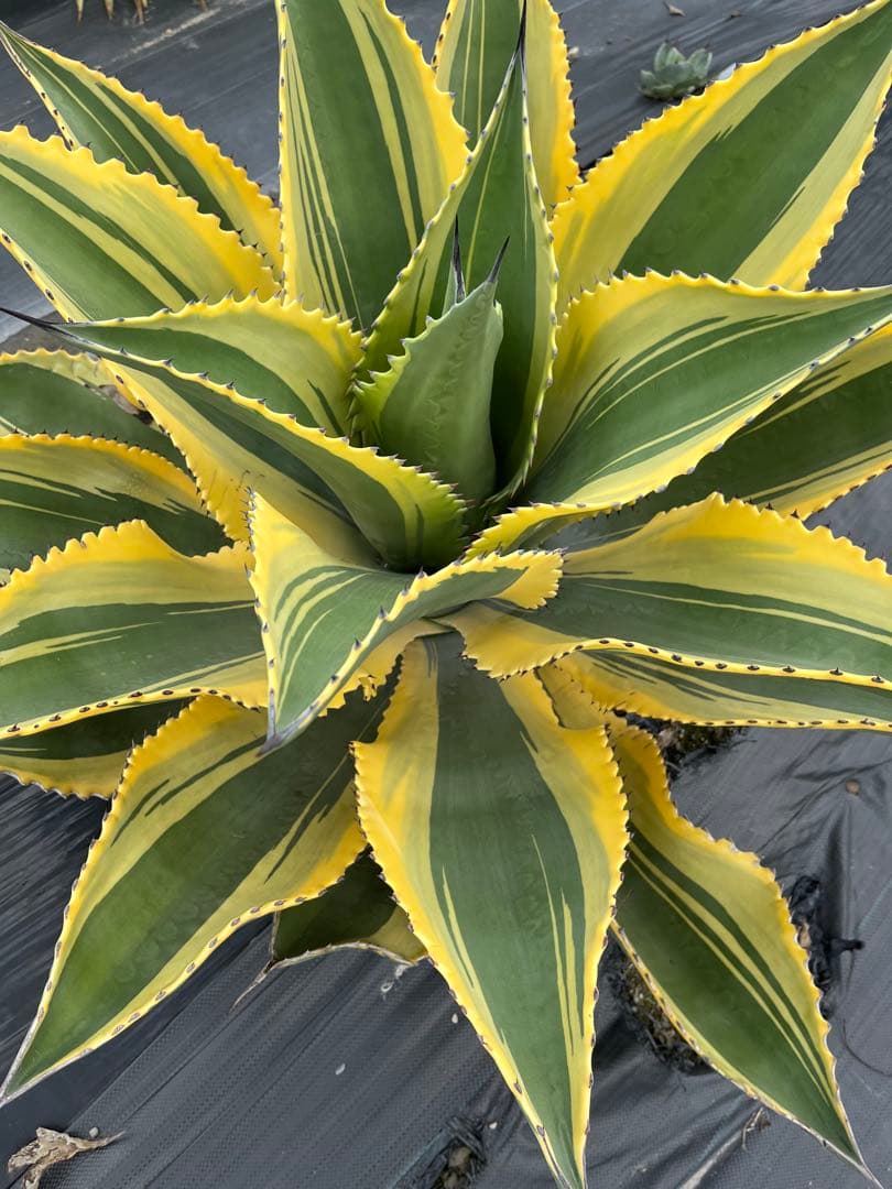 アガベ　リップルエフェクト