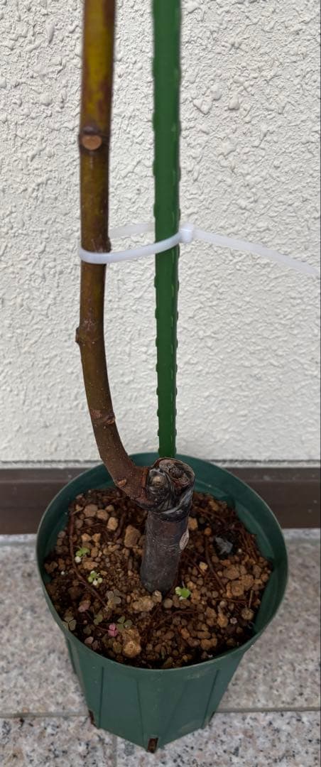 とうふ　　さま　イチジク苗　専用出品