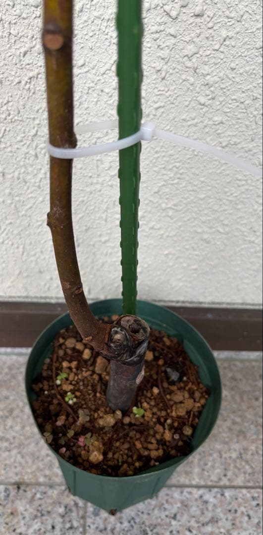 とうふ　　さま　イチジク苗　専用出品