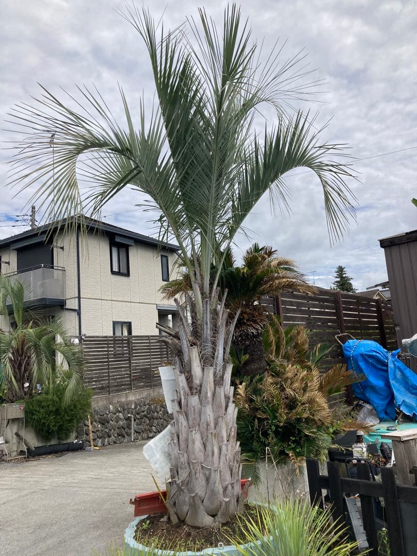 耐寒性ココスヤシ特大◇南国リゾート西海岸ドライガーデン　アガベ ユッカ　サボテン