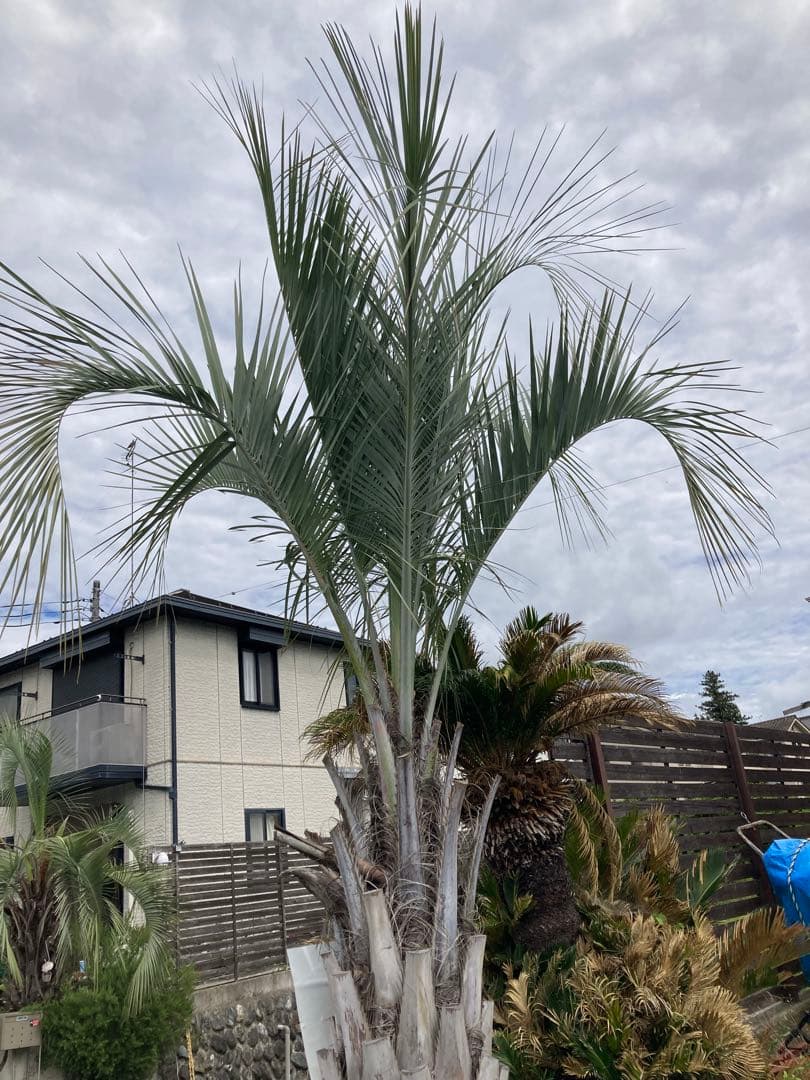 耐寒性ココスヤシ特大◇南国リゾート西海岸ドライガーデン　アガベ ユッカ　サボテン