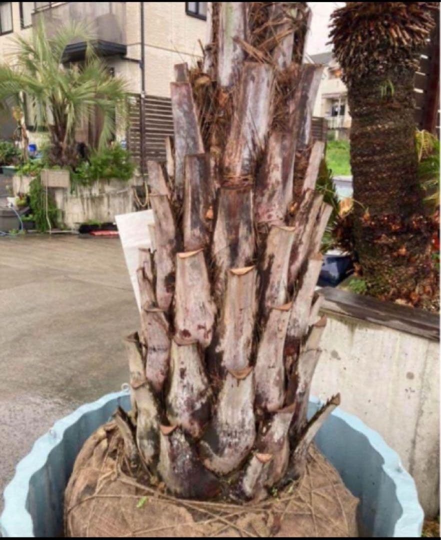 耐寒性ココスヤシ特大◇南国リゾート西海岸ドライガーデン　アガベ ユッカ　サボテン