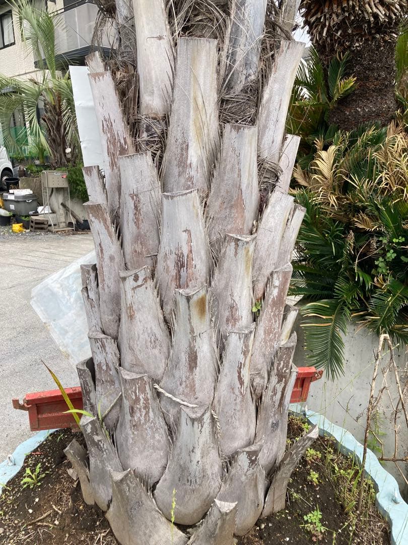 耐寒性ココスヤシ特大◇南国リゾート西海岸ドライガーデン　アガベ ユッカ　サボテン